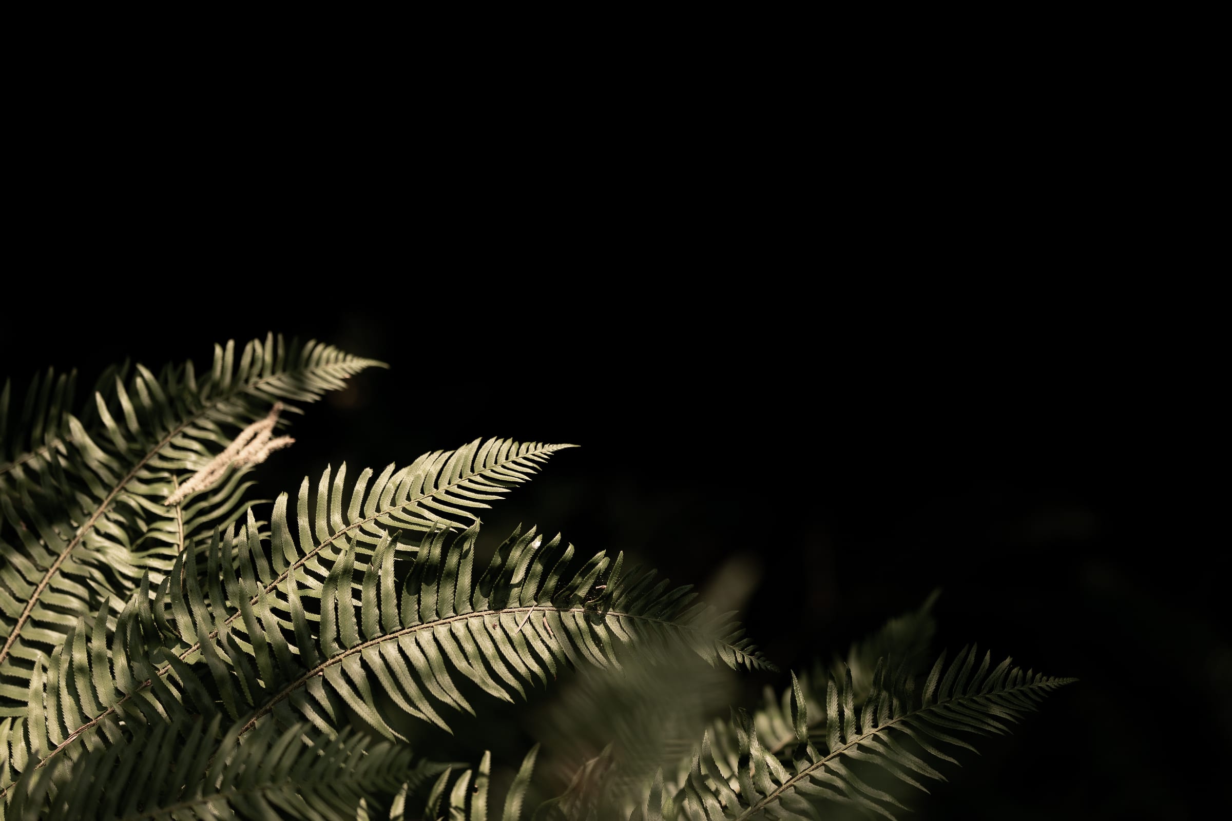 Backlit ferns against the dark