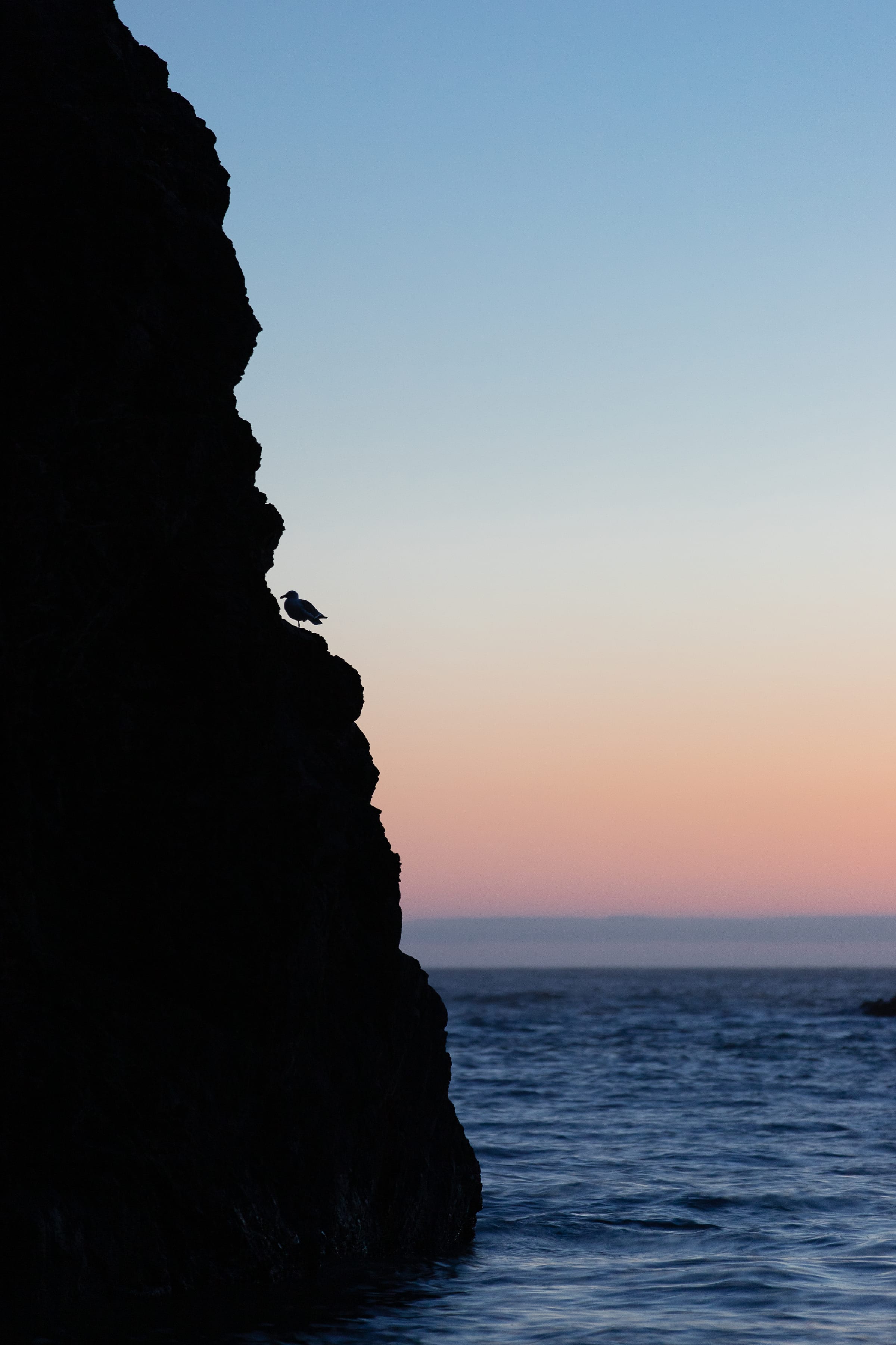 A bird on a sea cliff at dusk